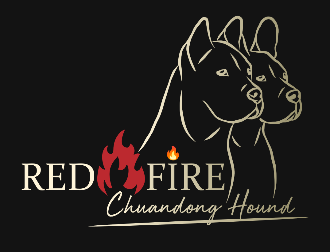 Chuandong Hound Red Fire 🔥